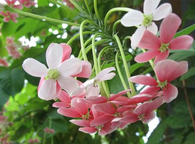 Chậu hoa lan đẹp rực rỡ với những cánh hoa tím hồng đang khoe sắc trên nền lá xanh tươi, rễ bám chắc chắn vào giá thể trong chậu sứ trắng, đặt trên bàn gỗ để trang trí nhà cửa.